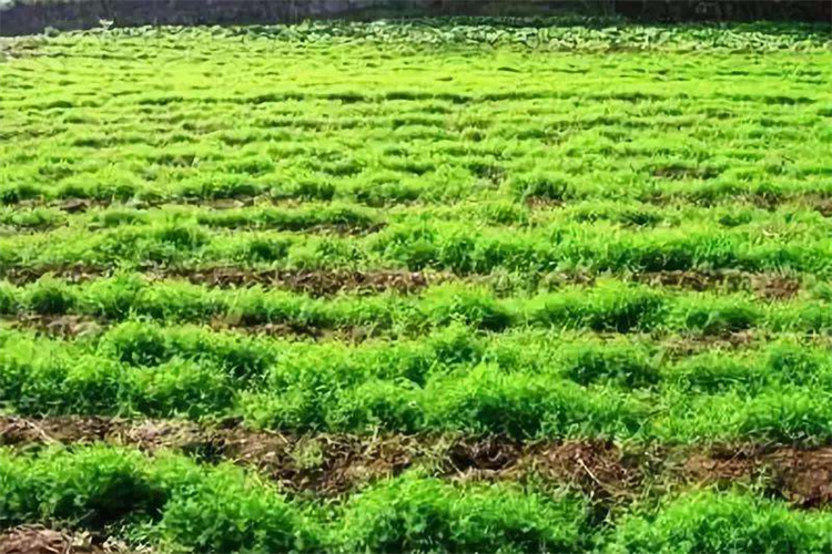 为什么做土壤检测？土壤常规检测项目中心