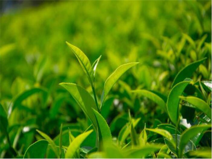 茶叶理化指标检测,绿茶叶农药残留检测中心