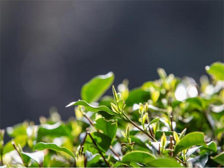 红茶农残检测,红茶营养成分检测中心