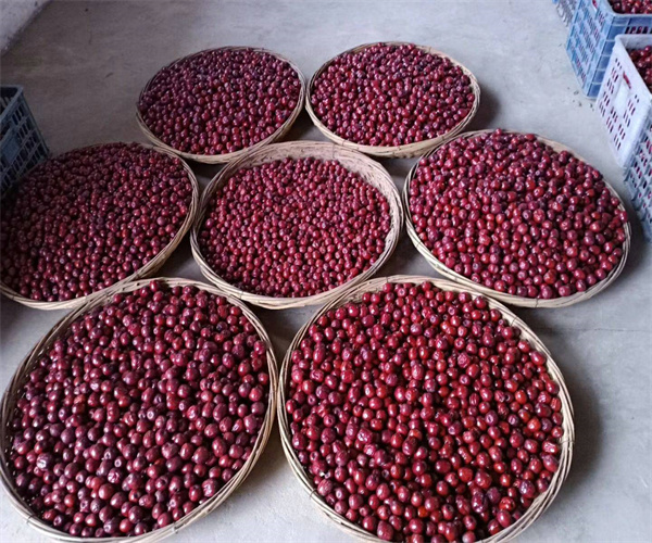 香港正版传真资料大全