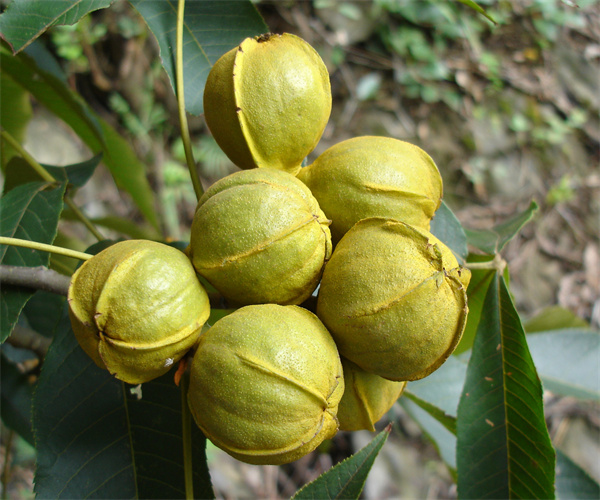 山核桃检测去哪里做 山核桃脂肪酸检测