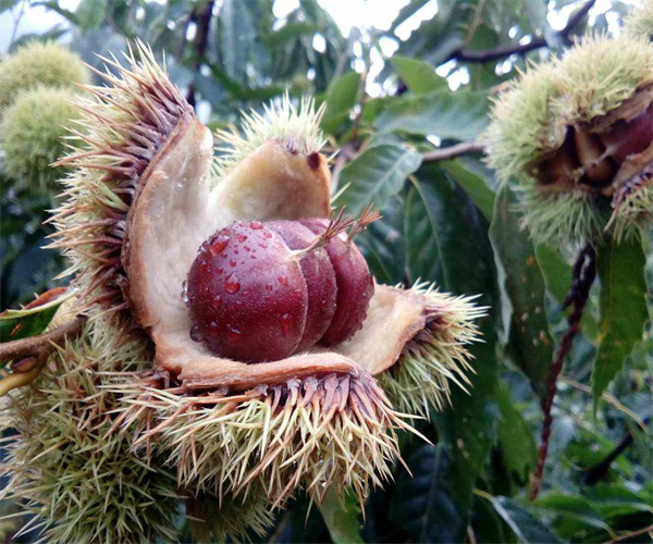 2.jpg 香港正版传真资料大全