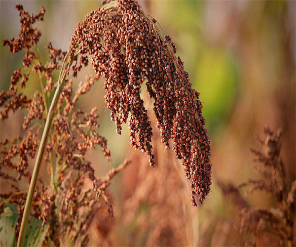 高粱质量检测标准 高粱米农药残留检测