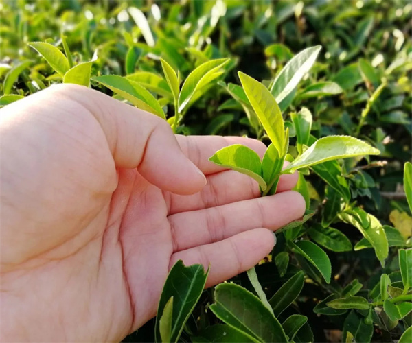 黄金桂化学成分检测 黄金桂农药残留检测