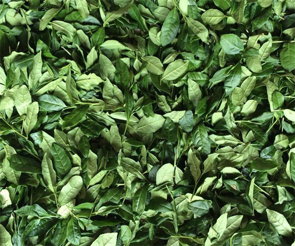 晒青绿茶营养成分检测 晒青绿茶浸出物检测