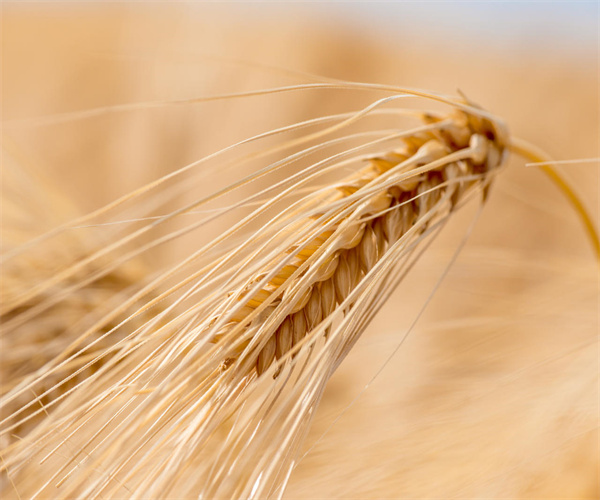 香港正版传真资料大全
