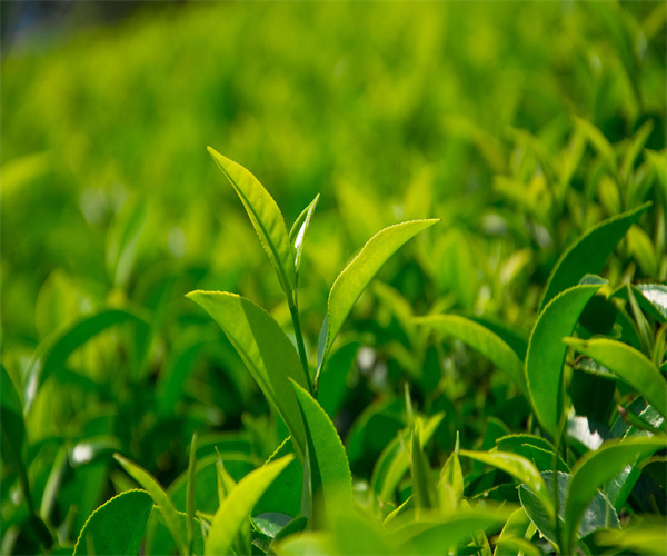 4.jpg 香港正版传真资料大全