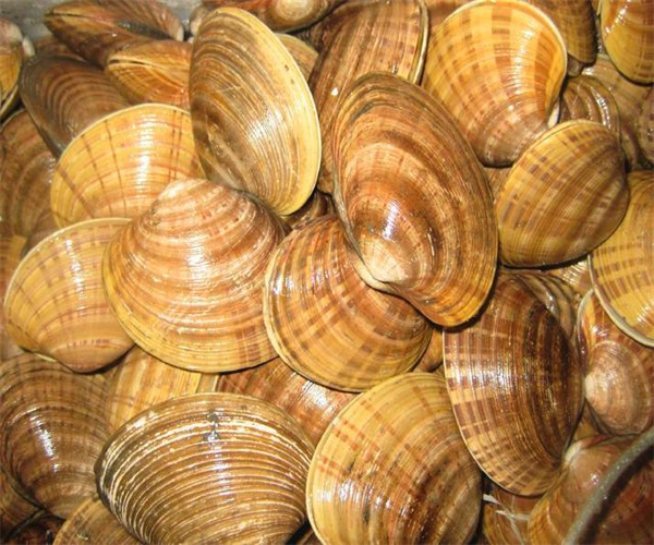 贝类海鲜药物残留检测 贝类海鲜霉菌检测