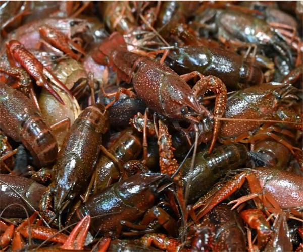 小龙虾养殖水质检测 小龙虾重金属污染检测