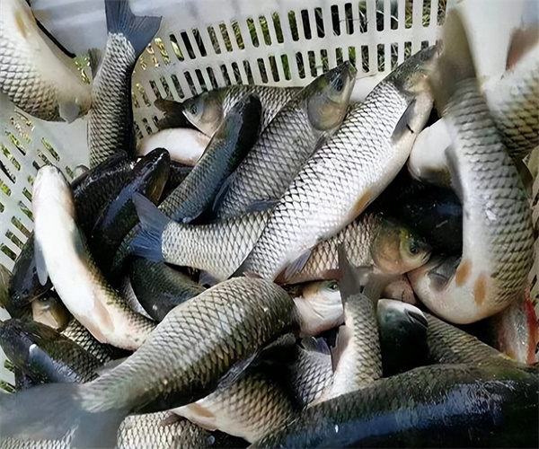 草鱼兽药残留检测 草鱼营养成分检测单位