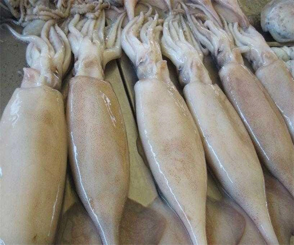 鱿鱼化学成分检测 鱿鱼维生素含量检测