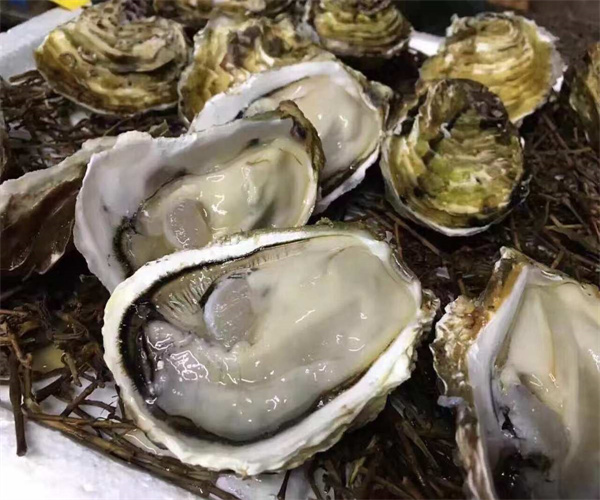 生蚝中毒性藻类检测 生蚝营养成分分析中心