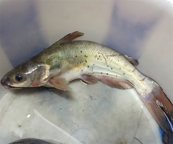 淡水鱼氯霉素检测 淡水鱼兽药残留检测