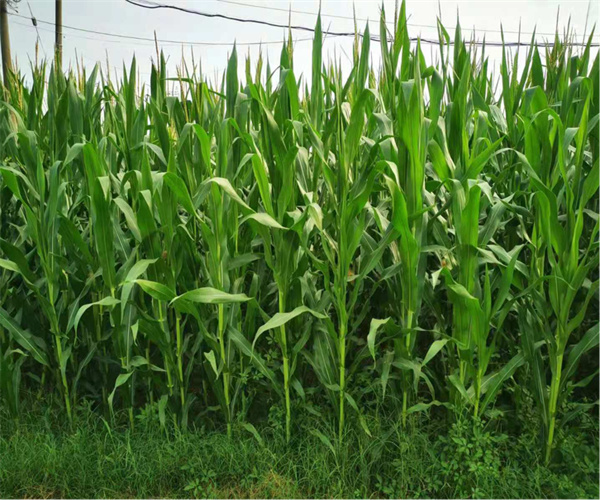 农田土壤容重检测 农田土壤微生物指标检测