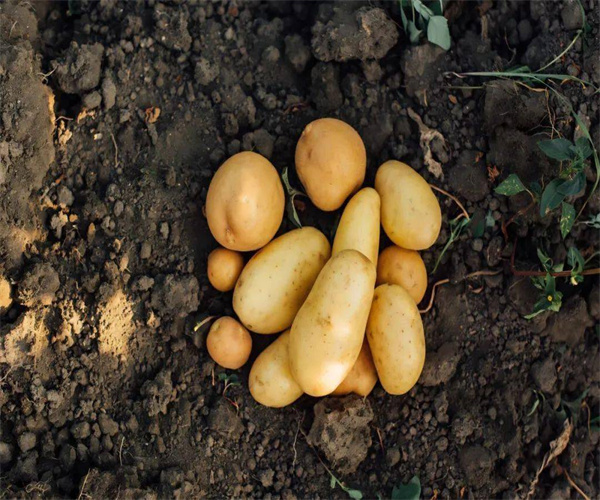 土豆食品添加剂检测 土豆感官指标检测