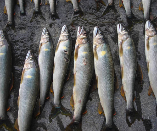 淡水鱼蛋白质含量检测 淡水鱼氯霉素检测