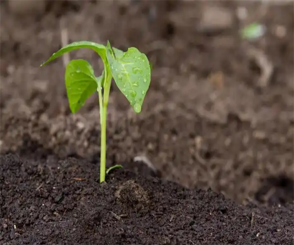 种植土壤水分含量检测 种植土壤电导率测试单位