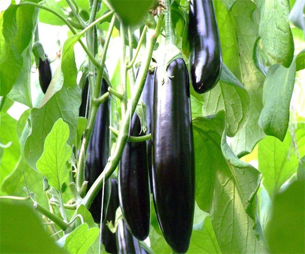 茄果类蔬菜检测多少钱 茄果类蔬菜重金属污染检测