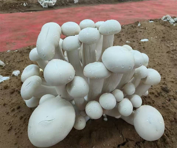 食用菌检测多少钱 食用菌微生物检测单位