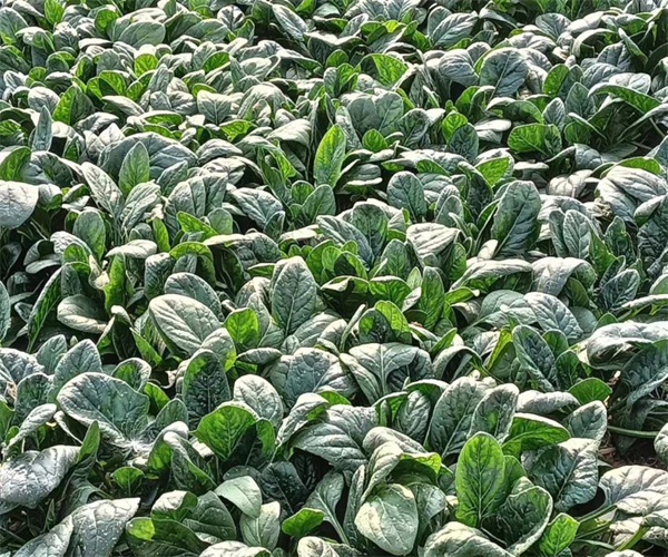 菠菜检测多少钱 菠菜重金属污染检测