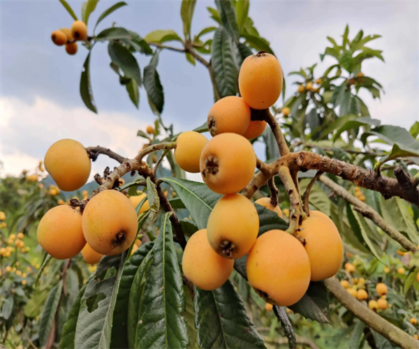 枇杷总酸量测试 枇杷营养成分化验中心