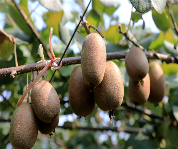 猕猴桃PH值检测 猕猴桃维生素C检测哪里能做