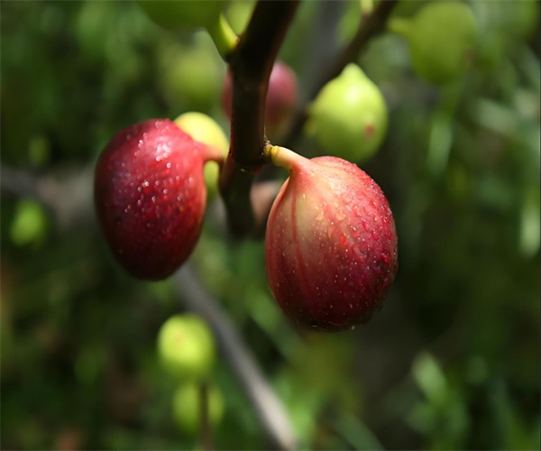 无花果水分含量检测 无花果营养成分检测中心