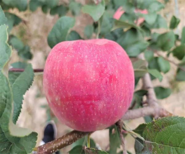 苹果灰分含量检测 苹果酸碱度检测多少钱