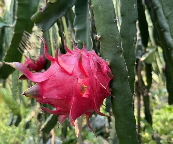 火龙果糖度检测 火龙果总酸度检测多少钱