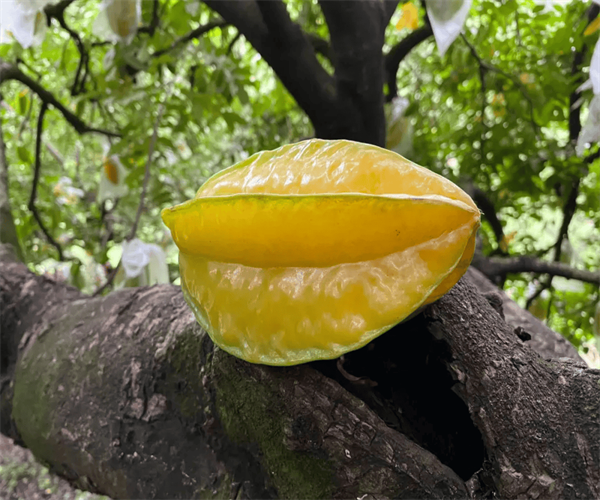 杨桃重金属污染检测 杨桃铅含量检测中心