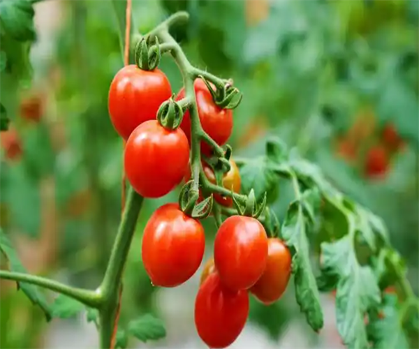 圣女果糖度检测 圣女果水分含量检验中心