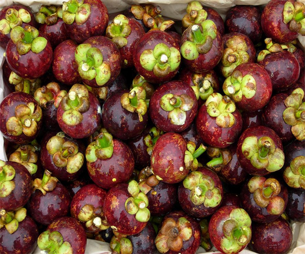 山竹水分含量检测 山竹营养成分分析机构