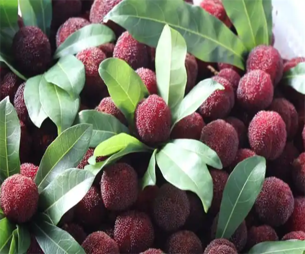 杨梅总酸含量检测 杨梅成熟果硬度测试机构