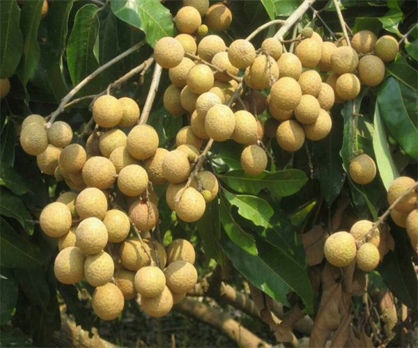 龙眼水分含量检测 龙眼农药残留检测哪里专业