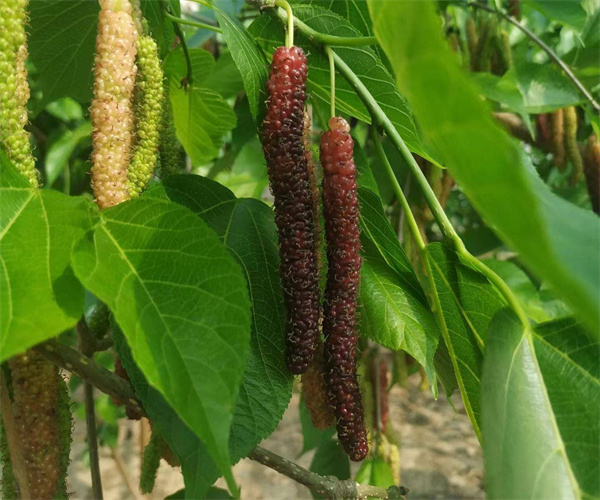 桑葚糖分含量检测 桑葚有机酸含量检测中心