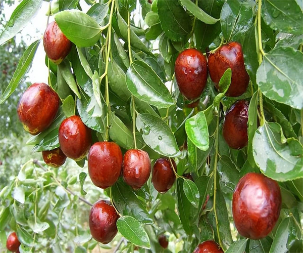 红枣总糖含量检测 红枣酸度检验中心