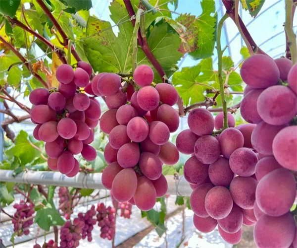 葡萄总酸含量检测 葡萄水分含量检测中心