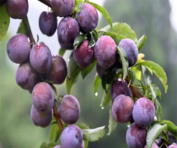 李子总酸含量检测 李子硬度测试单位