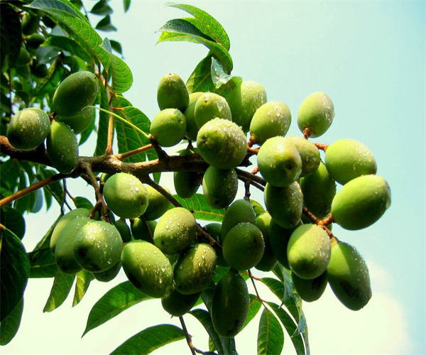 橄榄过氧化值检测 橄榄水分含量检测中心