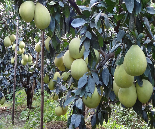 柚子外观品质检测 柚子营养成分检测多少钱