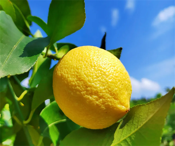 柠檬重金属污染检测 柠檬微生物限量检测中心