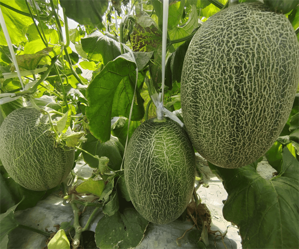 哈密瓜重金属污染检测 哈密瓜微生物限量检测中心