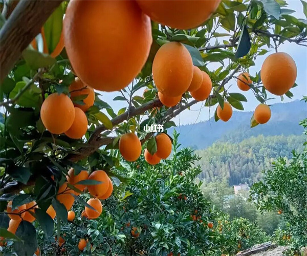 橙子感官外观品质检测 橙子营养成分检测中心