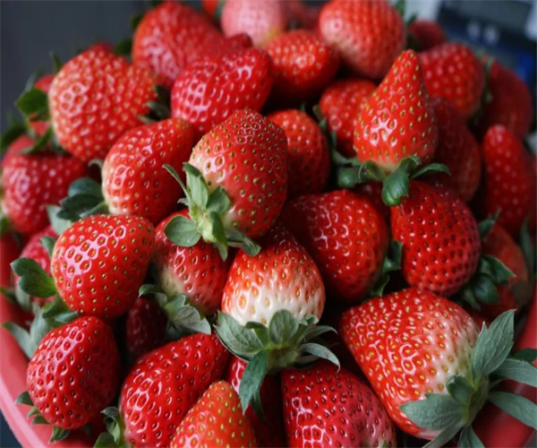 草莓检测多少钱 草莓微生物限量检测