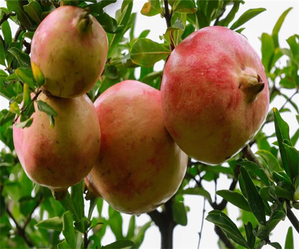 石榴重金属限量检测 石榴微生物检测中心