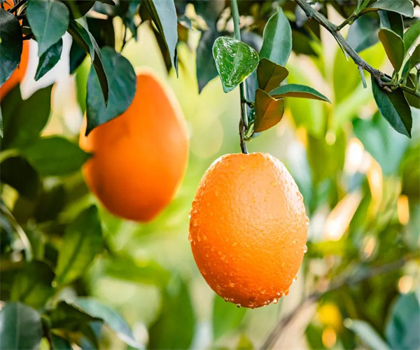 脐橙农药残留检测 脐橙有机磷农药检测多少钱