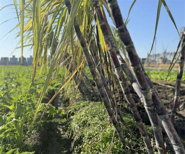 核桃重金属污染检测 核桃微生物检测机构