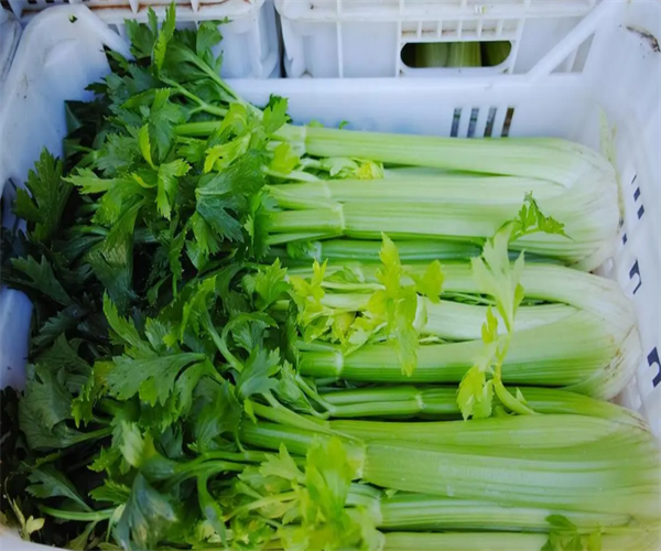 芹菜重金属含量检测 芹菜微生物污染检测单位