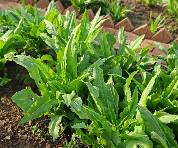 油麦菜重金属含量检测 油麦菜营养成分分析单位