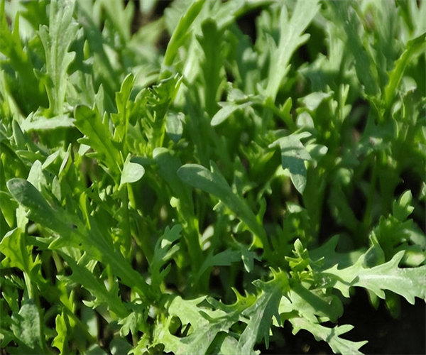 茼蒿重金属含量检测 茼蒿微生物检验中心